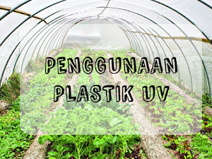 Tips Pertanian - Cara Penggunaan Plastik Uv