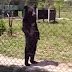 Изтощена след брутално отношение мечка е принудена да ходи като човек (видео)