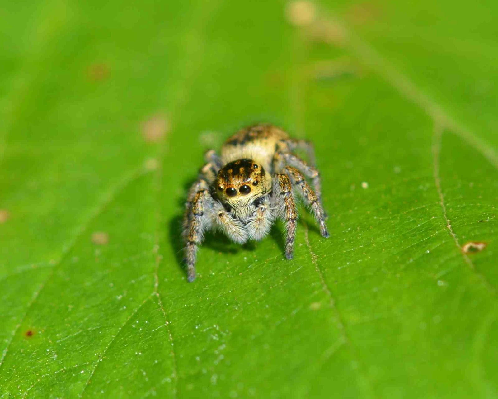 Naturophiles! (en tout bien tout honneur...) Araignée sauteuse
