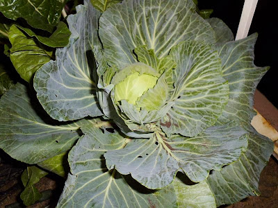 Early Golden Acre Cabbage