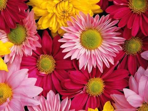 صور زهور
