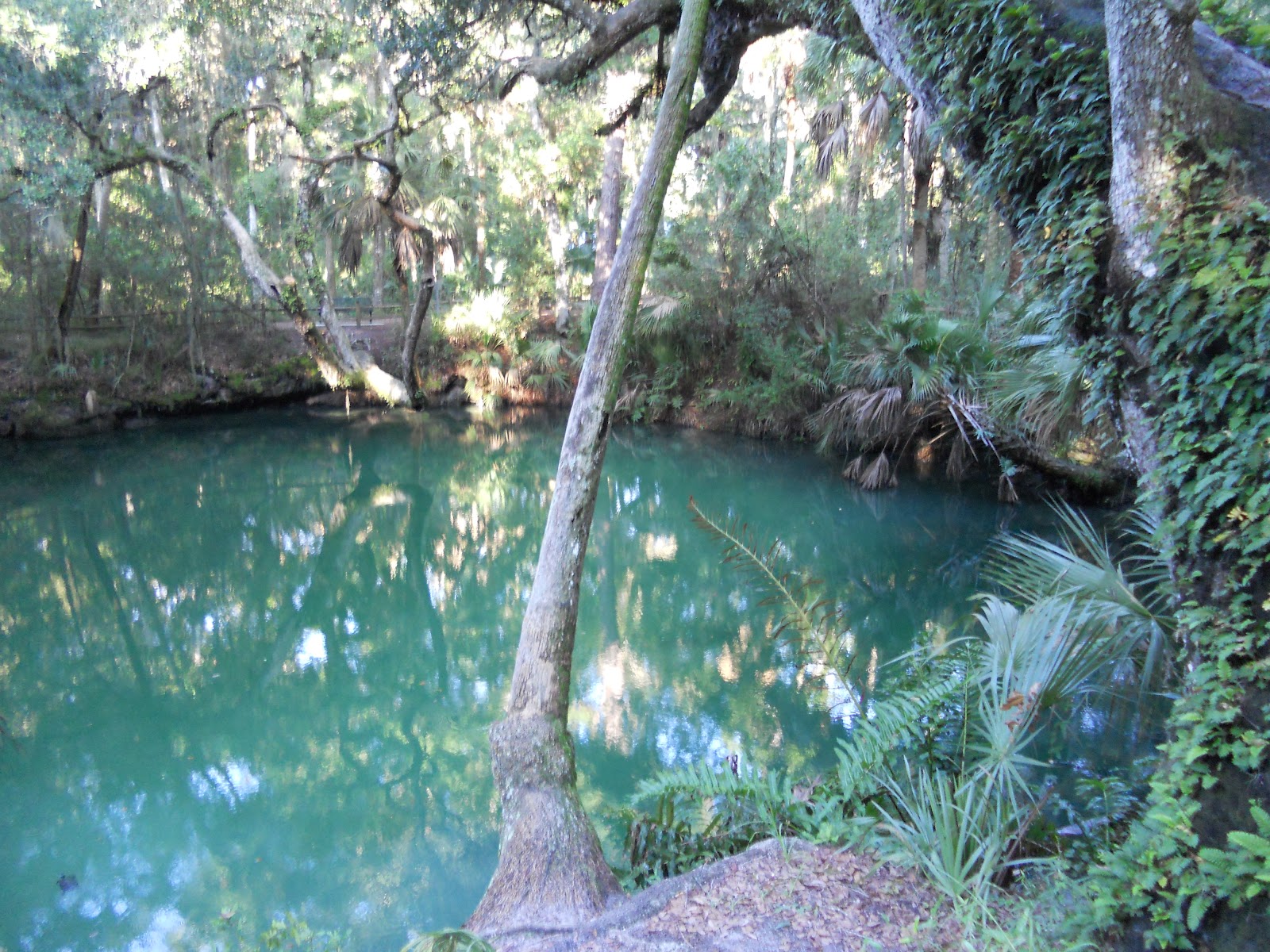 Lite Packer Green Springs