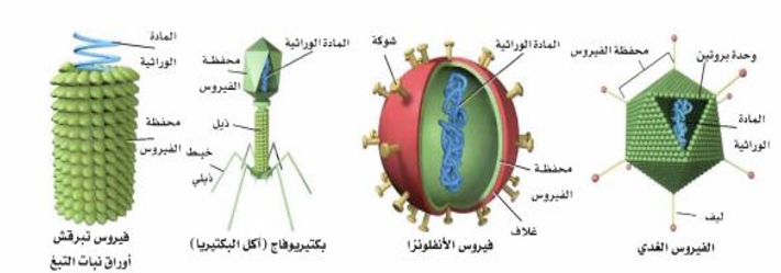 نتيجة بحث الصور عن صف كيف تغير الفيروسات والبريونات وظائف الخليه