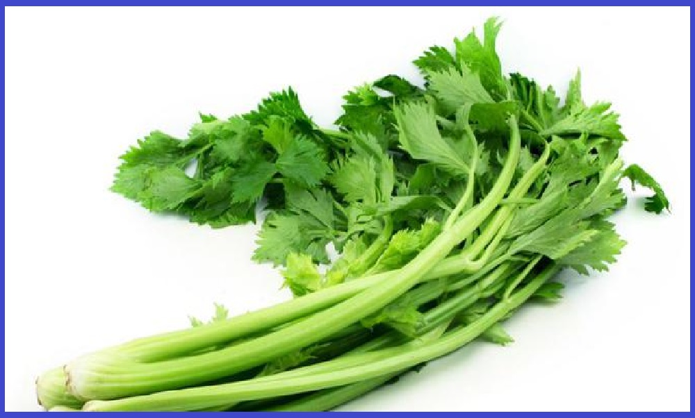 Kisi Kisi Kesehatan Daun Seledri Khasiat Dan Manfaat Daun Seledri