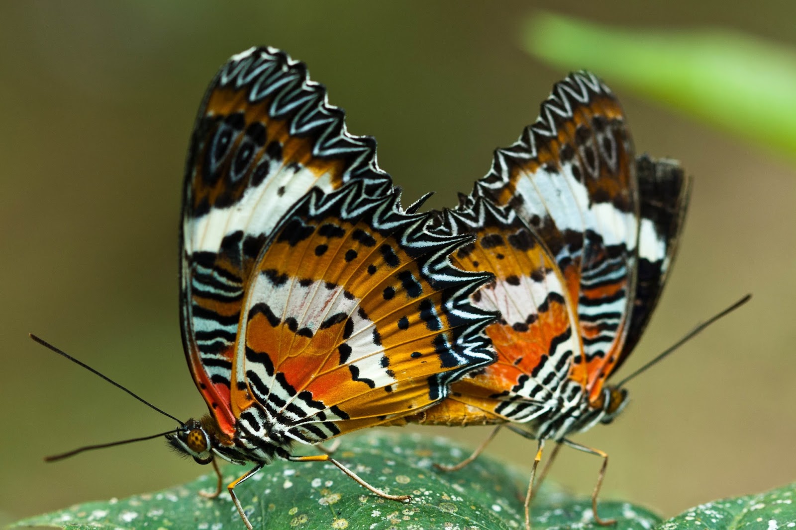 WORLDWIDE HOTEL BOOKING COMMUNITY Bali butterfly park