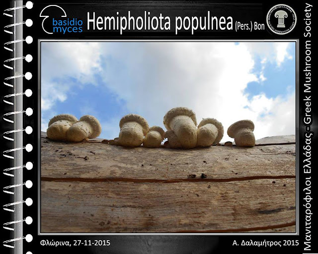 Hemipholiota populnea (Pers.) Bon