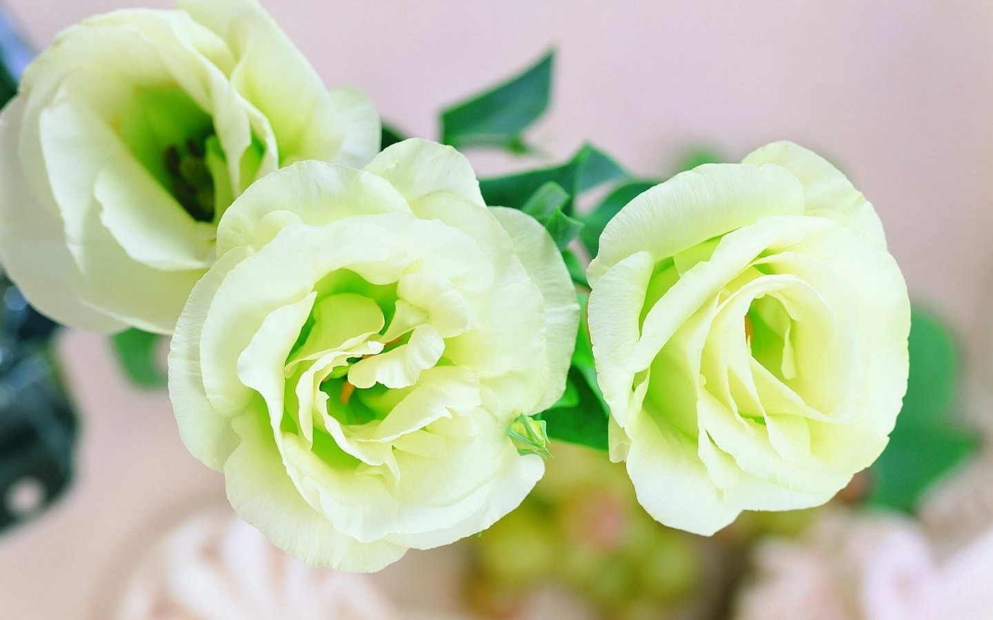 Kaliteli Resim HD Çiçek Resimleri Flowers Wallpapers Duvar Kağıtları