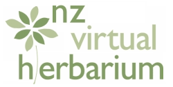 New Zealand Virtual Herbarium (NZVH)