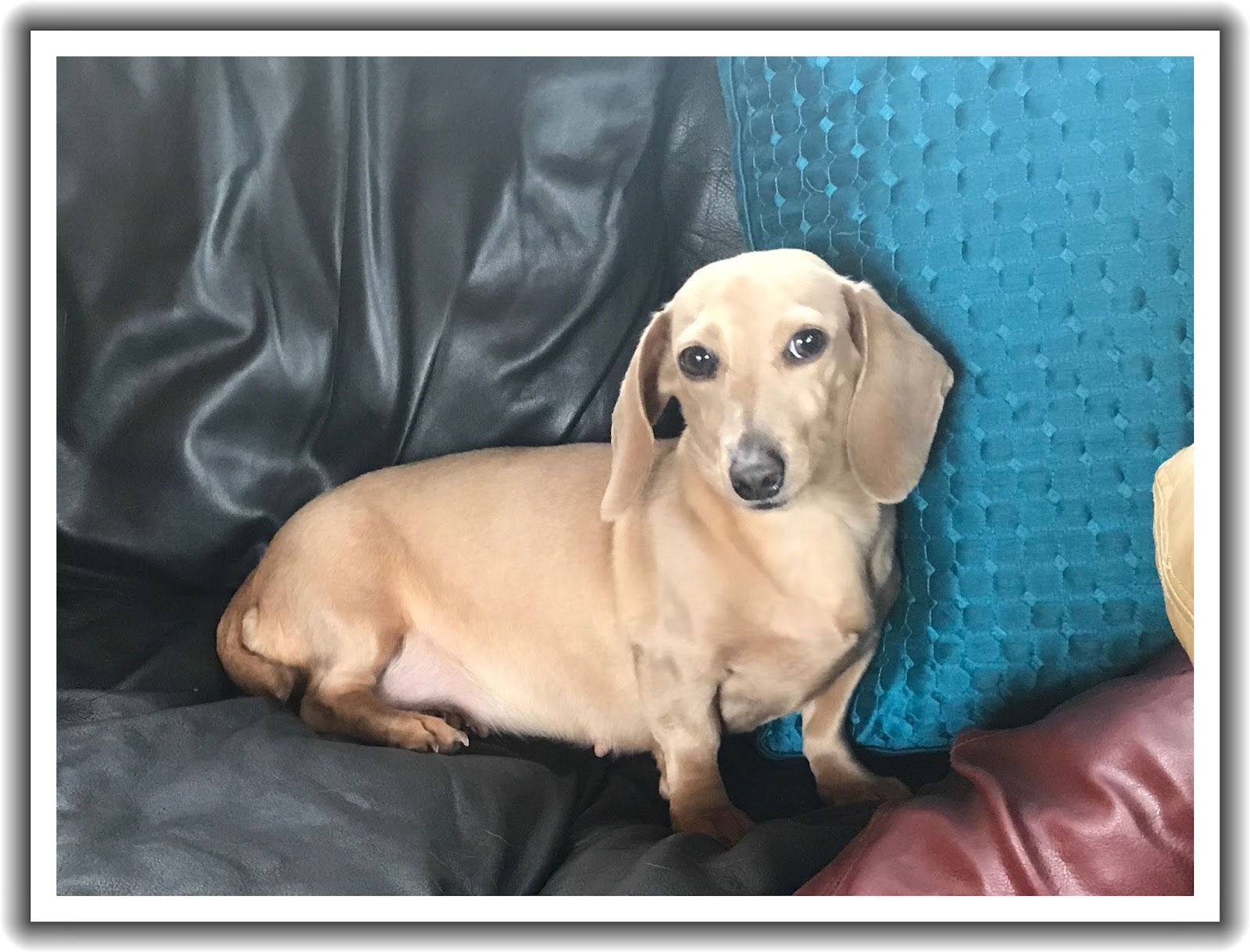 Short Hair Dams Reevesdachs Miniature Dachshunds