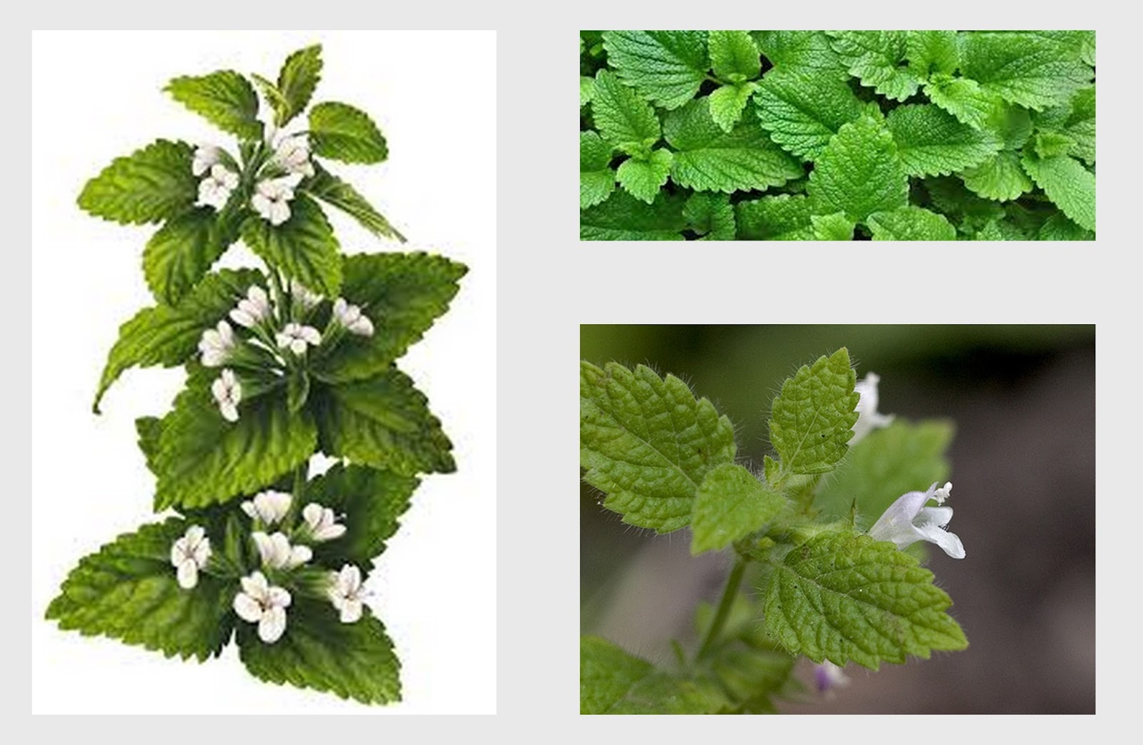 Blog Quinta das Plantas Junho 2015 Blog Quinta das Plantas Junho 2015