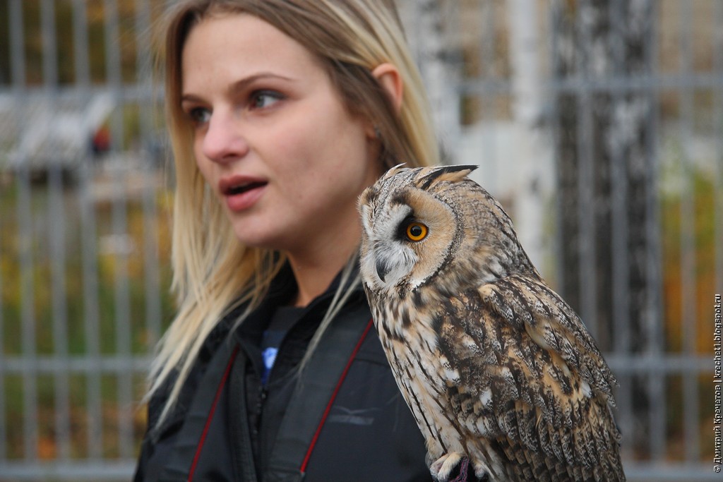 центра реабилитации хищных птиц