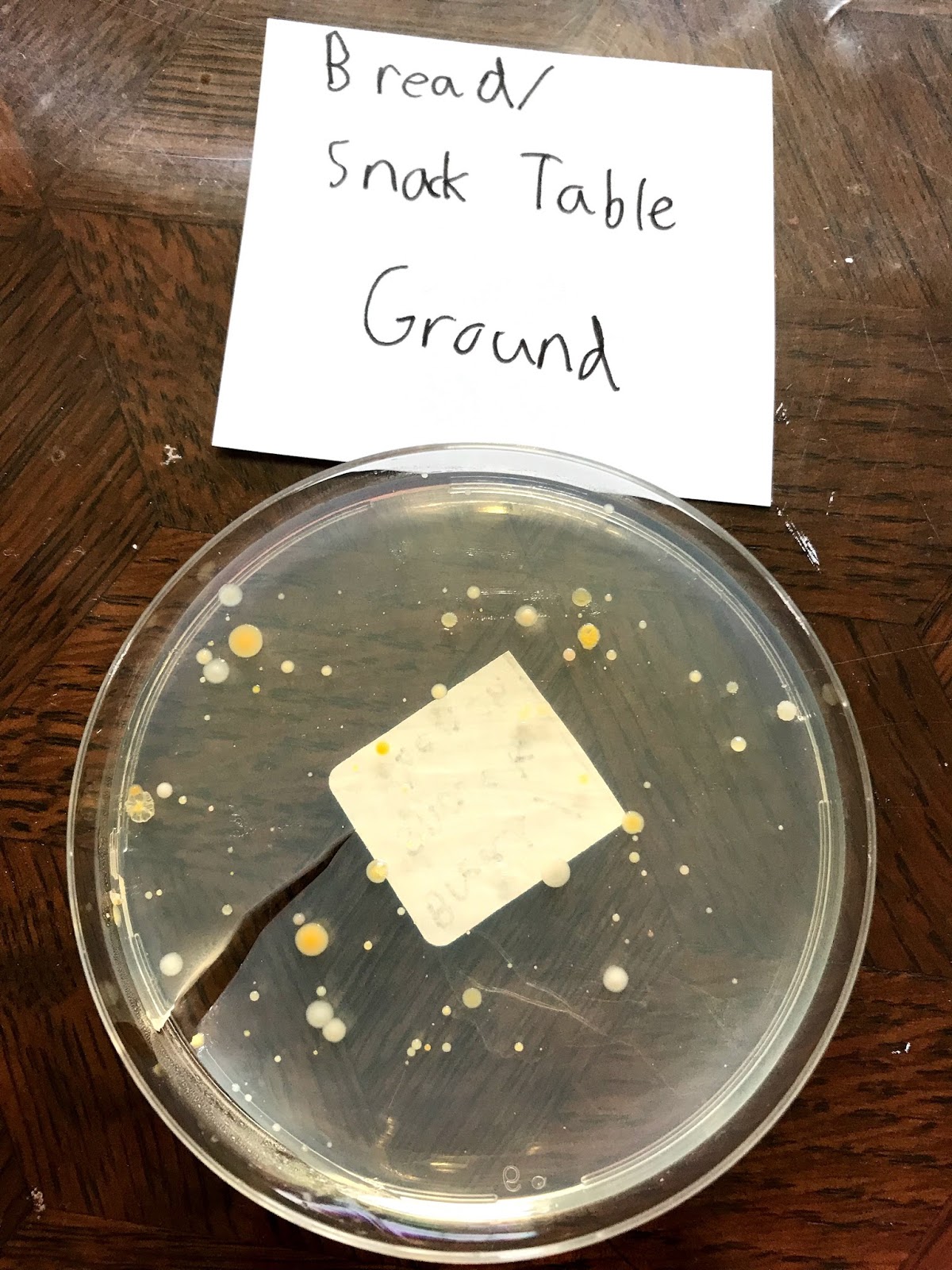 3 second rule bacteria