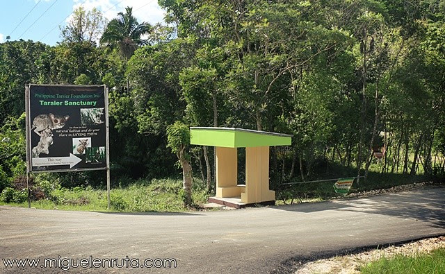 Phillippine-Tarsier-Sanctuary-Corella-Bohol