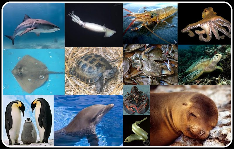 17+ Hewan Laut Untuk, Koleksi Kekinian!