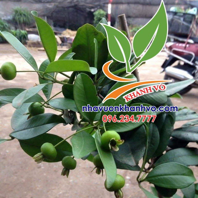  Cây cherry Brazil phù hợp khí hậu nước ta 46523810_357960928351373_6678597535948341248_n