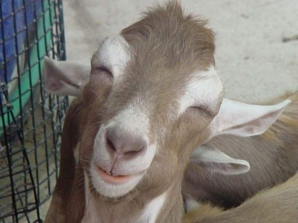  Funny  Animals Funny  Goat  Photos