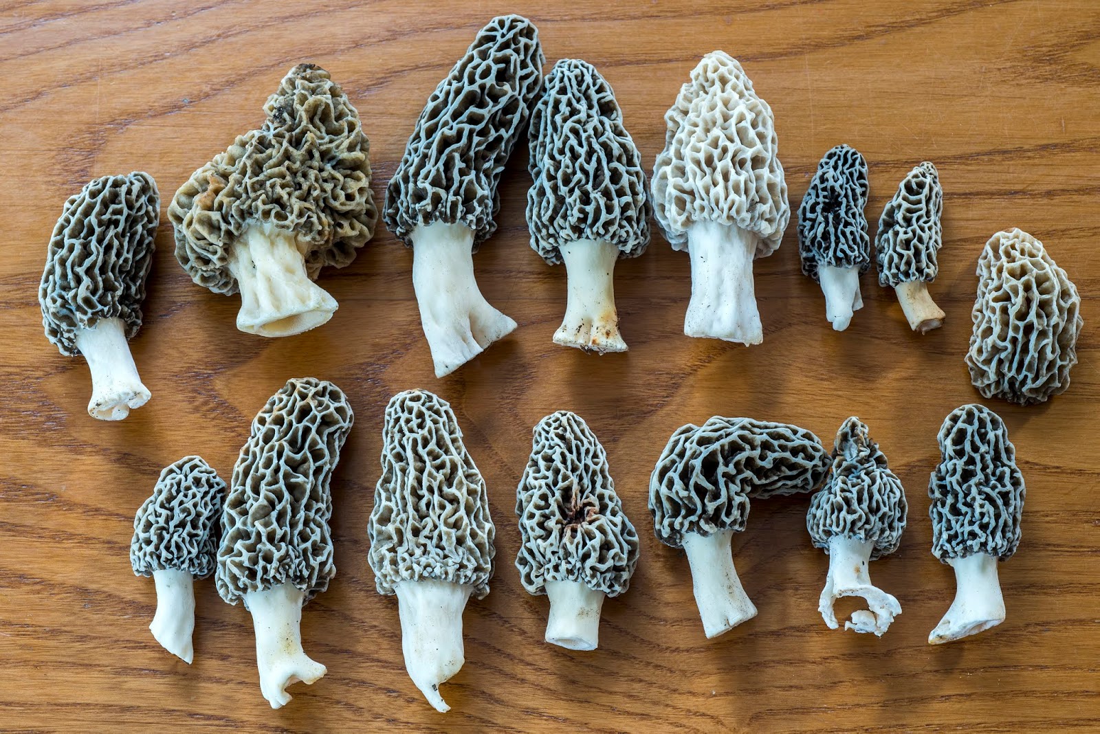 The 3 Foragers Foraging for Wild, Natural, Organic Food Connecticut