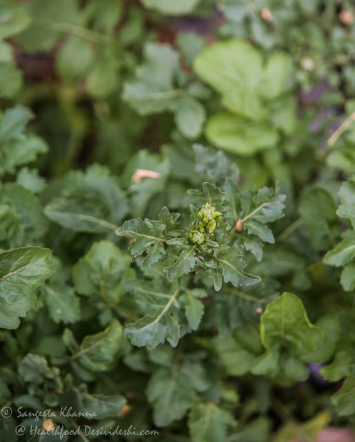 arugula rocket arugula rocket