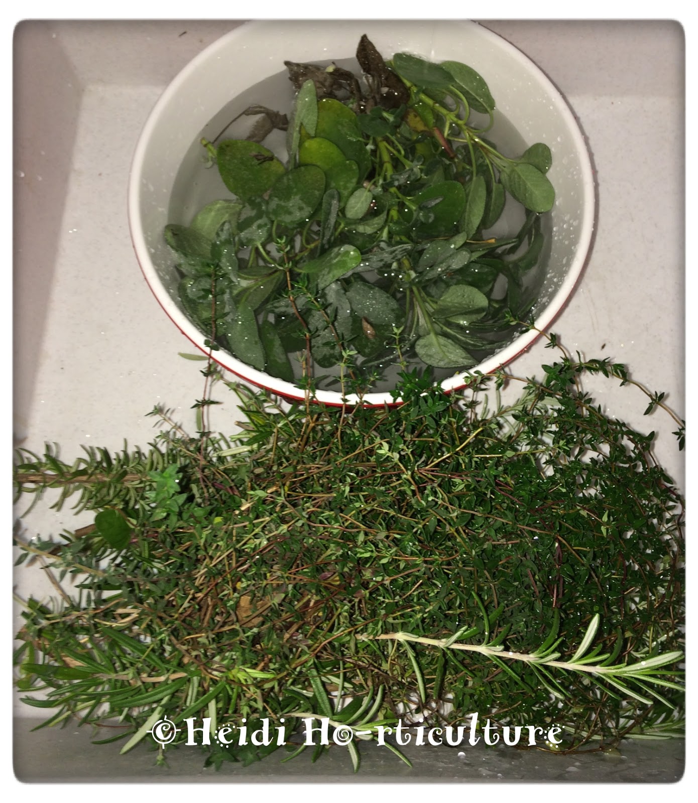 Heidi Horticulture November 2017