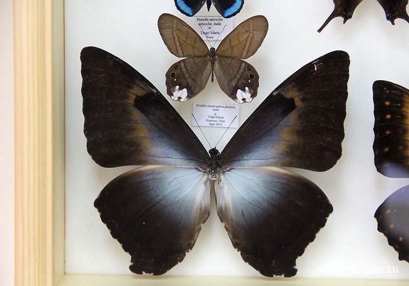 Эль рио выставка бабочек. Выставка бабочек. Выставка бабочек в Москве. Планета бабочек выставка.