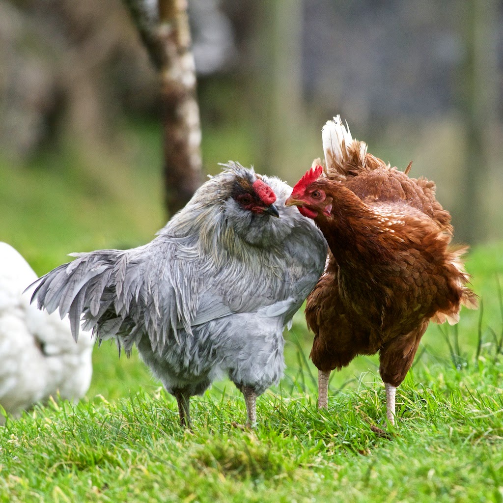 Treshnish Farm The definition of 'henpecked'
