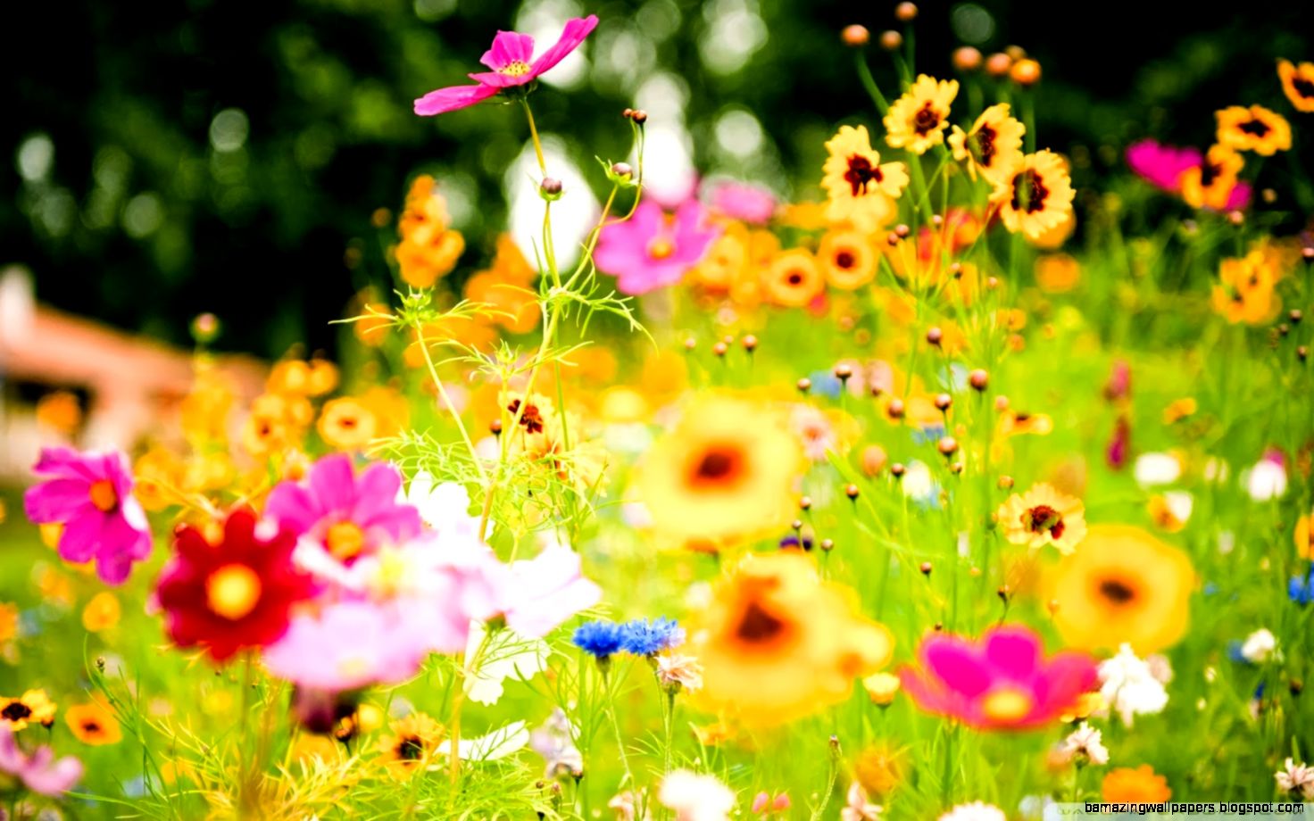 Summer Flower Wallpapers