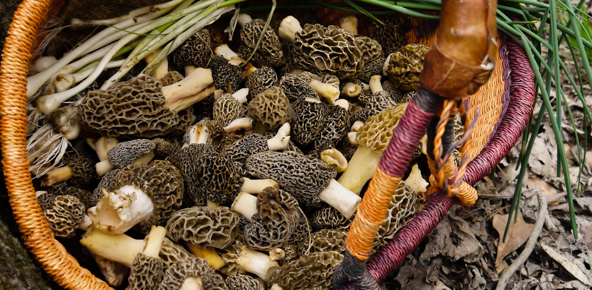 Mountain Mann Survival Morel Mushroom Harvesting Tips