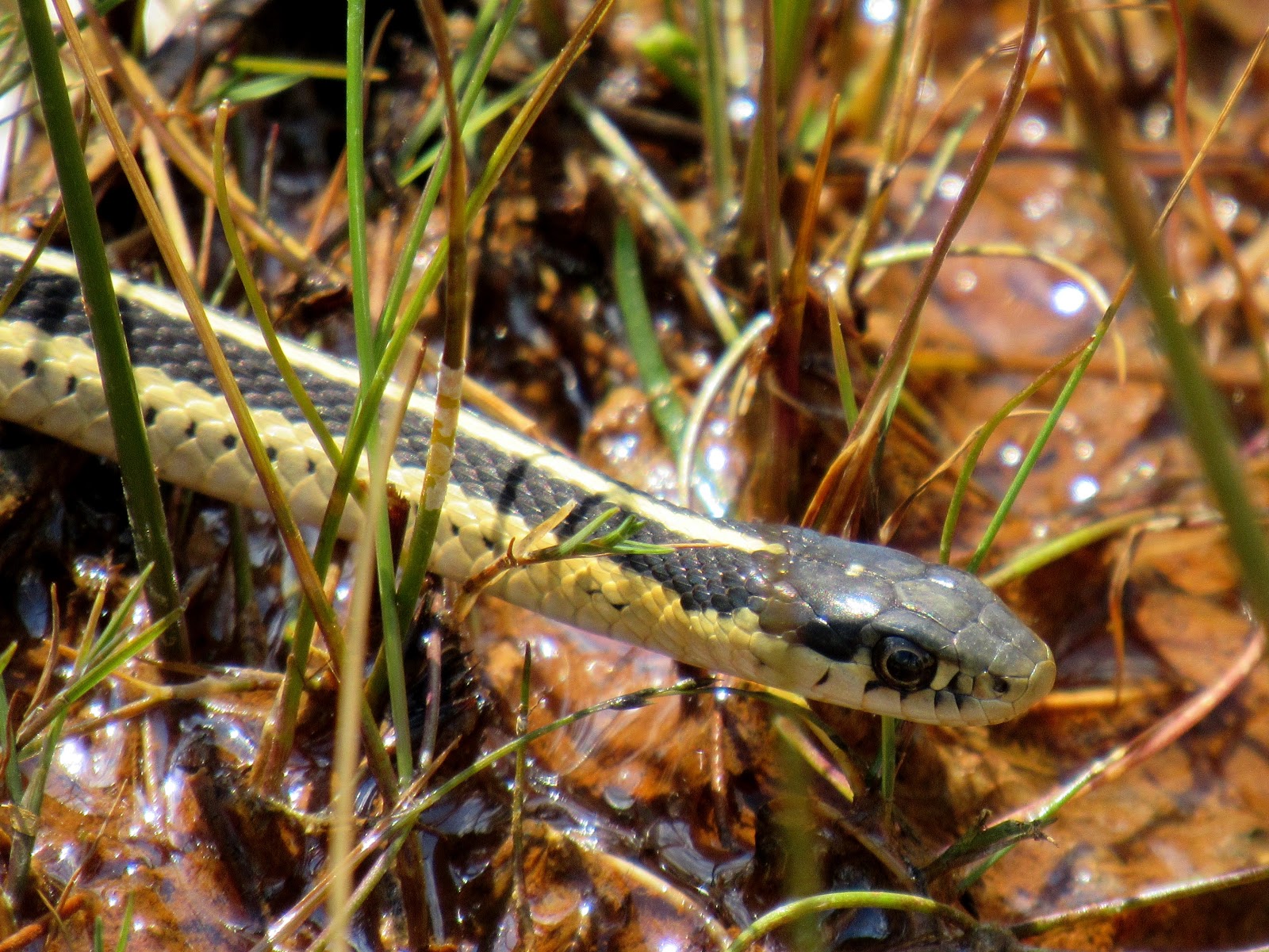 Mountain Garter Snake