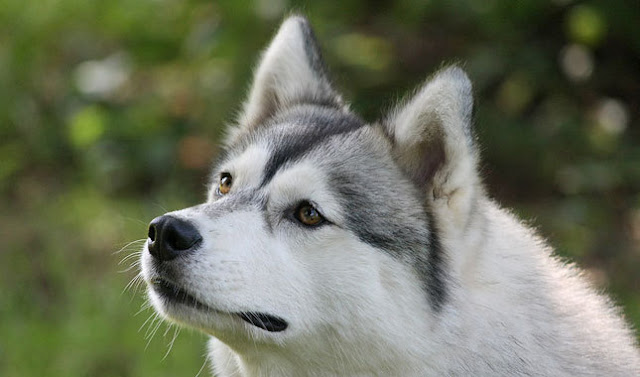 White Wolf : Animal Guides: What is the Siberian Husky Spirit Animal ...