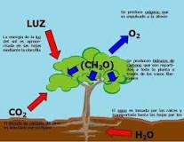lo que se produce en la fotosíntesis