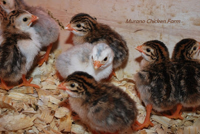 Healthy chicks from a breeder