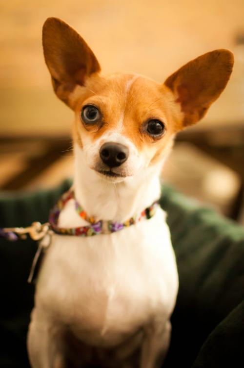 Saved by dogs: Chihuahua: Mighty Personality on Petite Legs