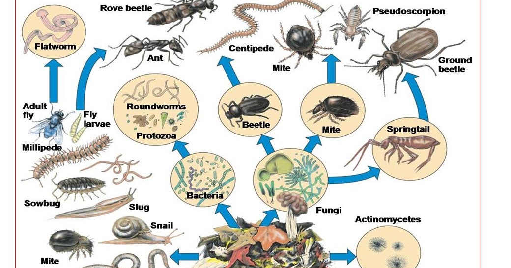 Organisme Tanah Berfokus Pada Cacing Tanah
