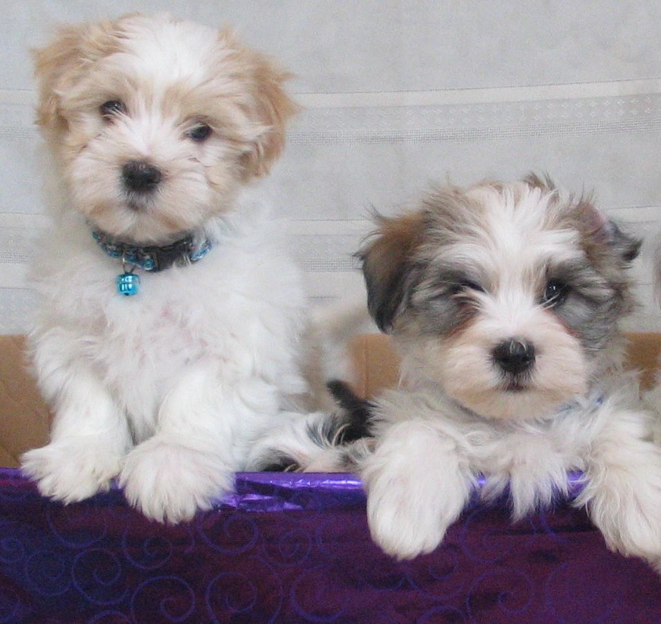Havanese Puppies For Sale In Western Cape South Africa