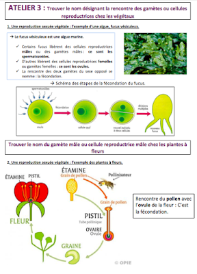 comment eviter la rencontre cellules reproductrices