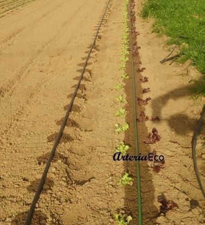 Comparación comportamiento del agua con diferentes sistemas de riego