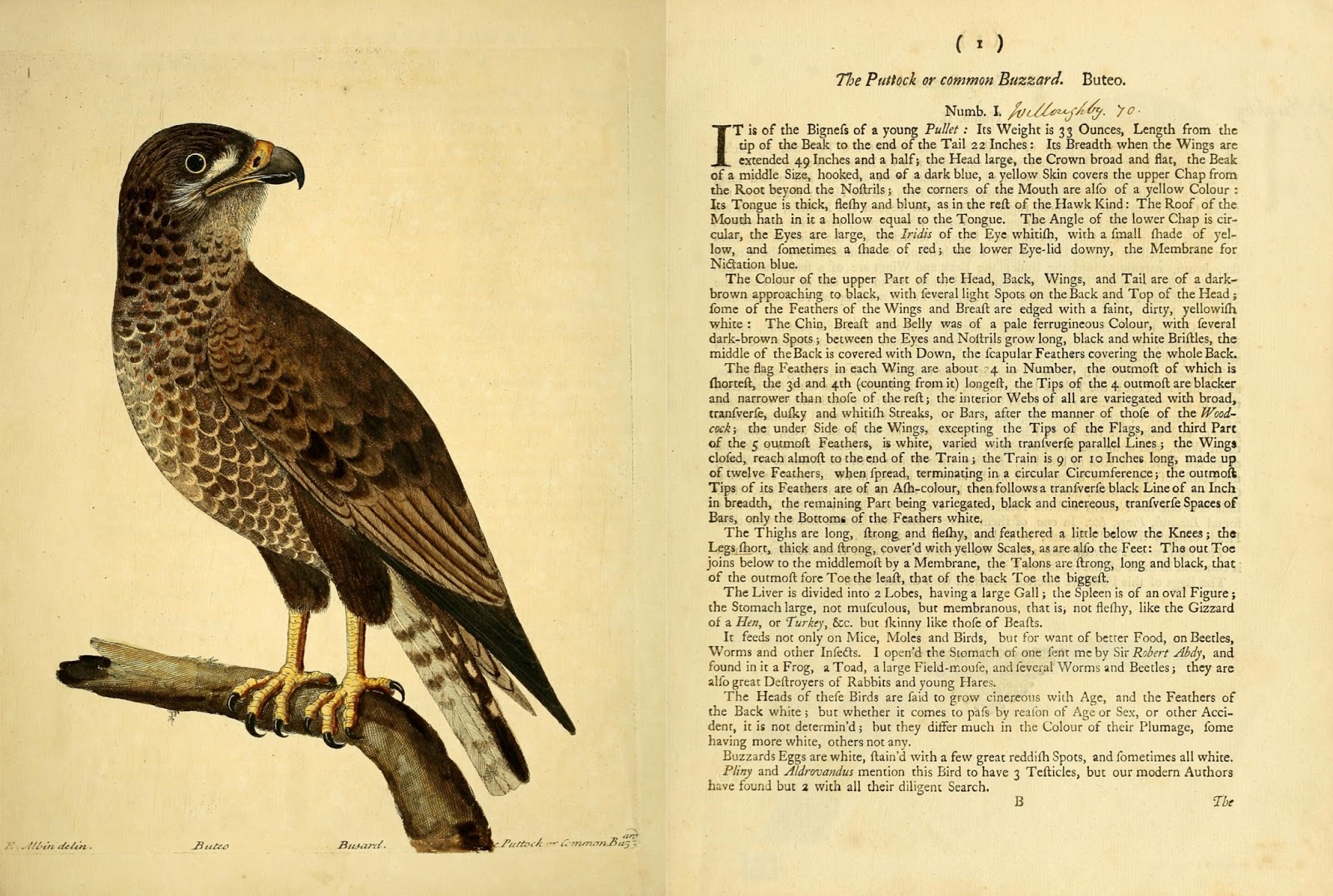 Data Deluge A natural history of birds Illustrated with a hundred and