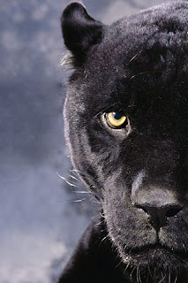 iphone  background wallpaper