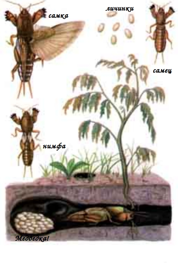 Стадии развития медведки от личинки до взрослой особи в картинках