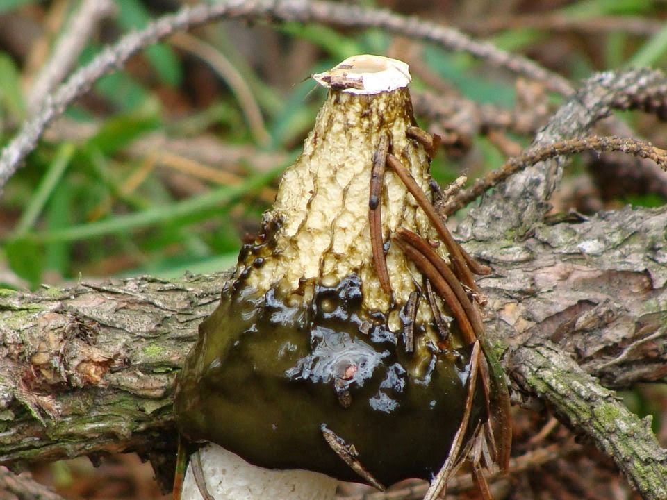 Phallus impudicus DSC39732