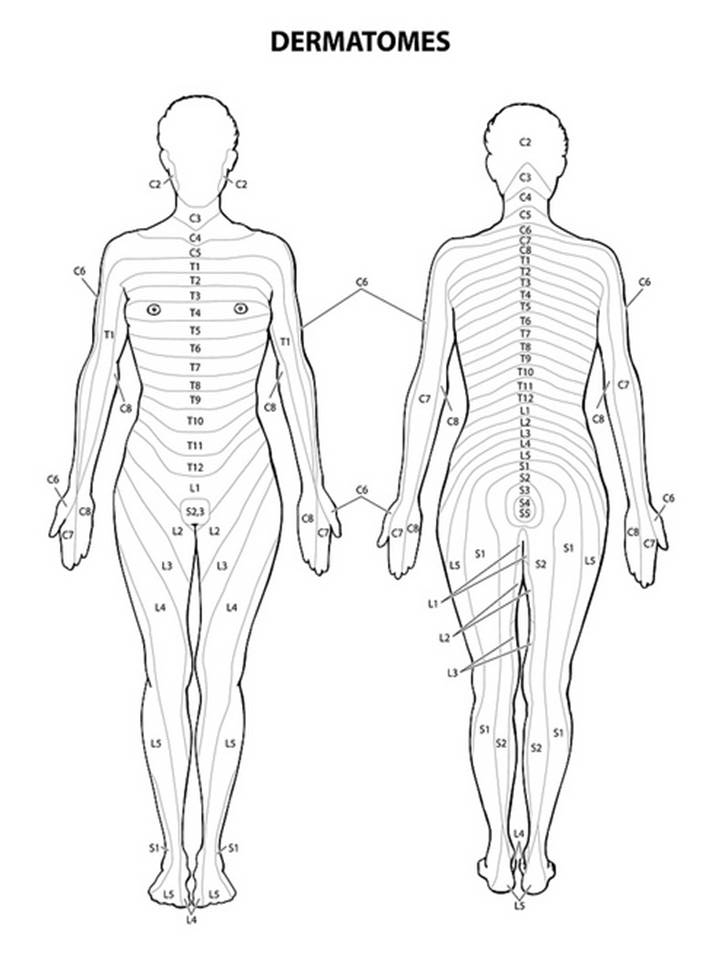 Схема дерматом тела. L2 дерматом. Схема дерматом. Схема дерматомов человека. Th10 дерматом.