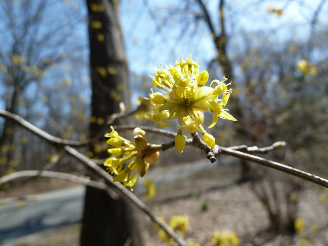 Cornelian Dogwood bloom, Prospect Park, Brooklyn