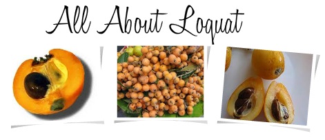 loquat india