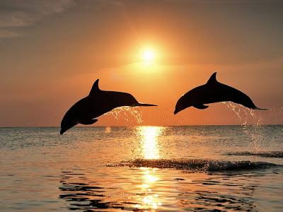 3d sunset wallpapers with dolphins