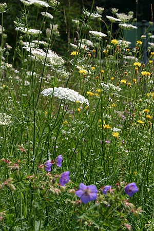 Wildblumen-Fotosafari