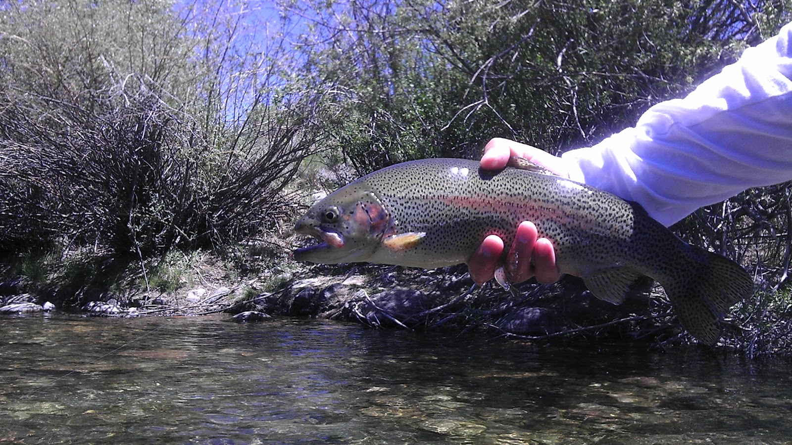Colorado Fly Fishing 06/21/12 Blue River North of Silverthorne