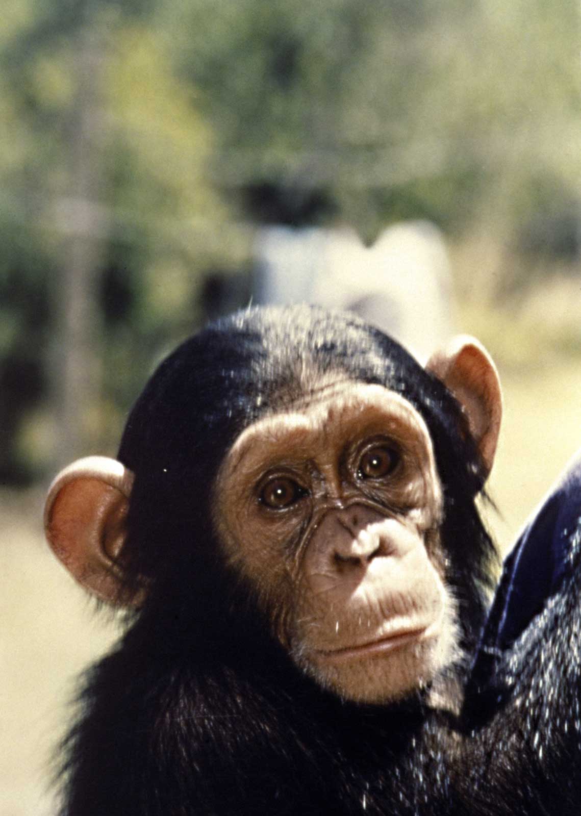 African Monkeys Review Animals Blog