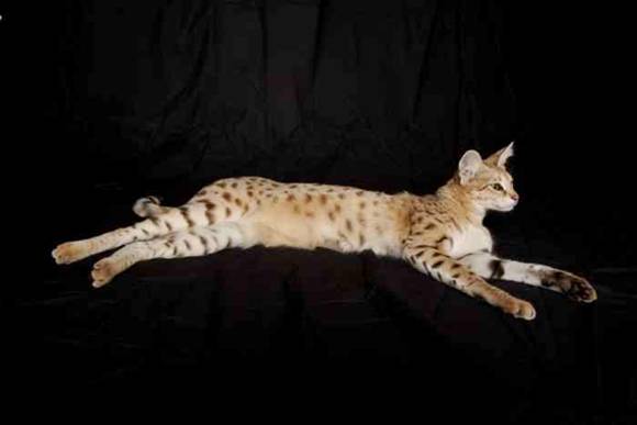 Savannah The Tallest Cat in the World (13 pics)