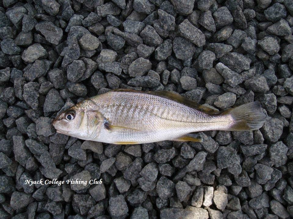 FISHING BLOG FISHING LOCALES Piermont Pier (Piermont, NY)