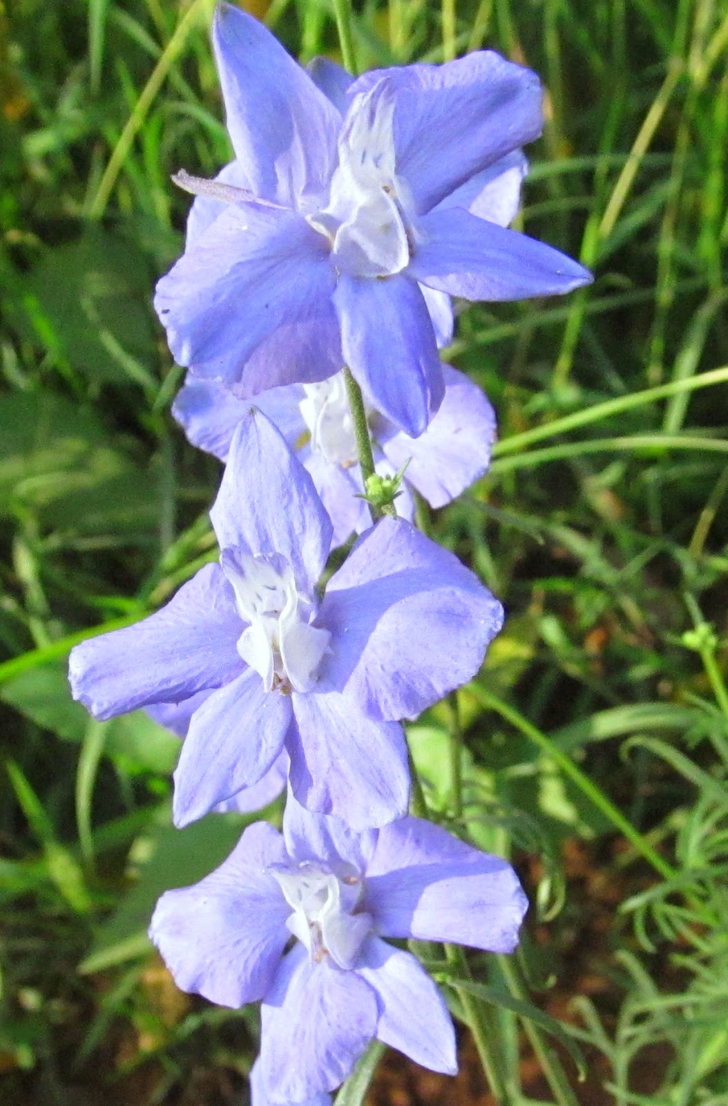 NATURAL & UNIQUE PHOTOGRAPHY JASPER FLOWER